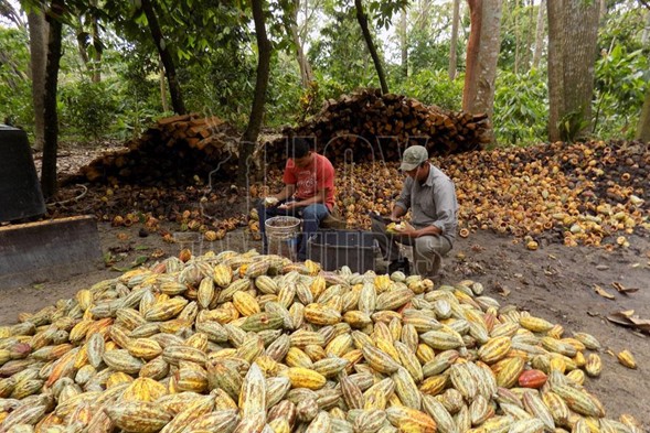 RUTA DEL CACAO AL CHOCOLATE